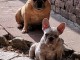 Chiots bouledogue français à donner 