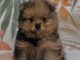 chiots spitz allemand à adopter 