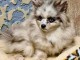 Adopter chiot spitz allemand 