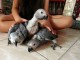 Bébé perroquet gris Gabon disponible pour adoption 