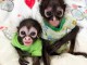 Bébé singe capucin à donner 