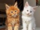 Bébé chaton Maine coon adorable a donner 