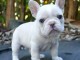 Je donne chiot bouledogue français 