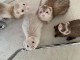 Furet a donner contre bon soin 
