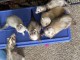 Adoption furets femelle et mâle disponible 