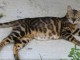 Bengal a donner contre bon soin femelle 