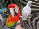 perroquet gris Gabon disponible pour adoption 