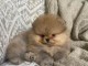 adopter chiot spitz nain disponible 