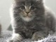 Bébé chaton Maine coon mâle 