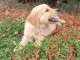 Bébé chiot golden retriever mâle a donner 