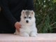 Je donne chiot husky sibérien 
