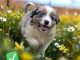 Chiots berger australien a donner 