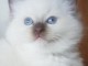 Bébé chaton ragdoll femelle à donner 