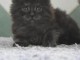 Adoption chatons maine coon 