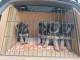 Bébé chiot berger allemand à adopter 