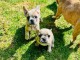 chiots bulldog français a donner 