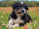 chiots berger australien lof à donner 