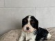 Adorable chiot cavalier king charle 