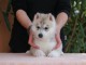 magnifique chiot sibérien husky 
