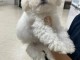 Bébé chiot bichon frisé a donner 