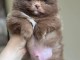 chiot spitz allemand a donner 