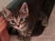 Bébé chaton Maine coon a donner 