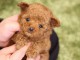 Bébé chiot cockapoo mâle a donner 