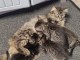 Disponible chaton a donner 