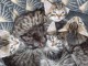 Bébé chaton Maine coon adorable 
