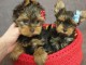 Adopter chiot York disponible 