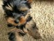 Adopter chiot York disponible 