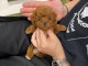 chiots cockapoo pour adoption 