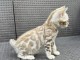 Chaton Bengal a donner 