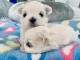 chiots bichon maltais à adopter 
