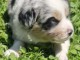 chiots berger australien lof à donner 