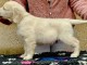chiots golden retriever mâle a donner 