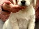 Je donne chiot golden retriever femelle adorable 