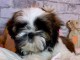 chiots Shih Tzu à donner 