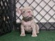 chiots bouledogue français à donner 