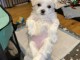 Chiots bichon maltais à adopter 