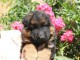 Bébé chiot berger allemand disponible 