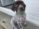chiots braque allemand disponible de suite 
