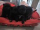 Bébé chiot spitz nain disponible 