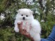 chiots spitz nain à adopter 