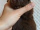 chiots spitz nain disponible 