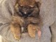 chiots spitz nain adorable 