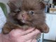 Bébé chiot spitz nain disponible 