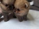 chiots spitz nain disponible 