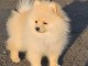 Adopter chiot spitz nain 