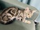 Bébé chaton Bengal disponible 